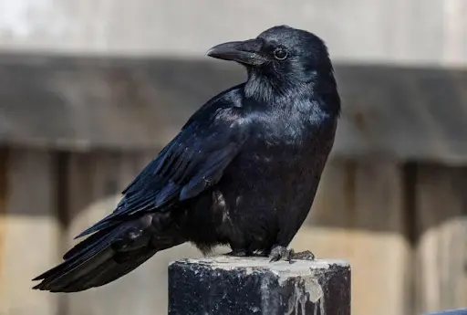 Crean herramientas y recuerdan rostros ¿Por qué los cuervos son las aves más inteligentes del planeta?