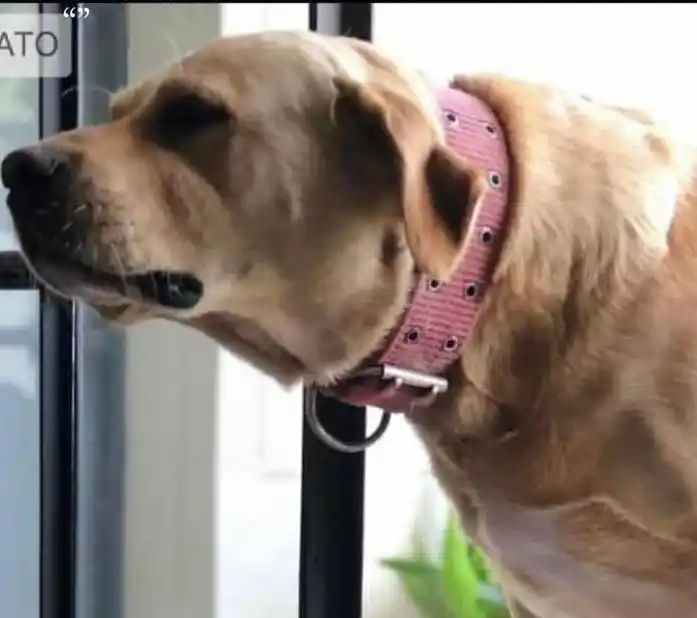 Busca a su perro Macachín