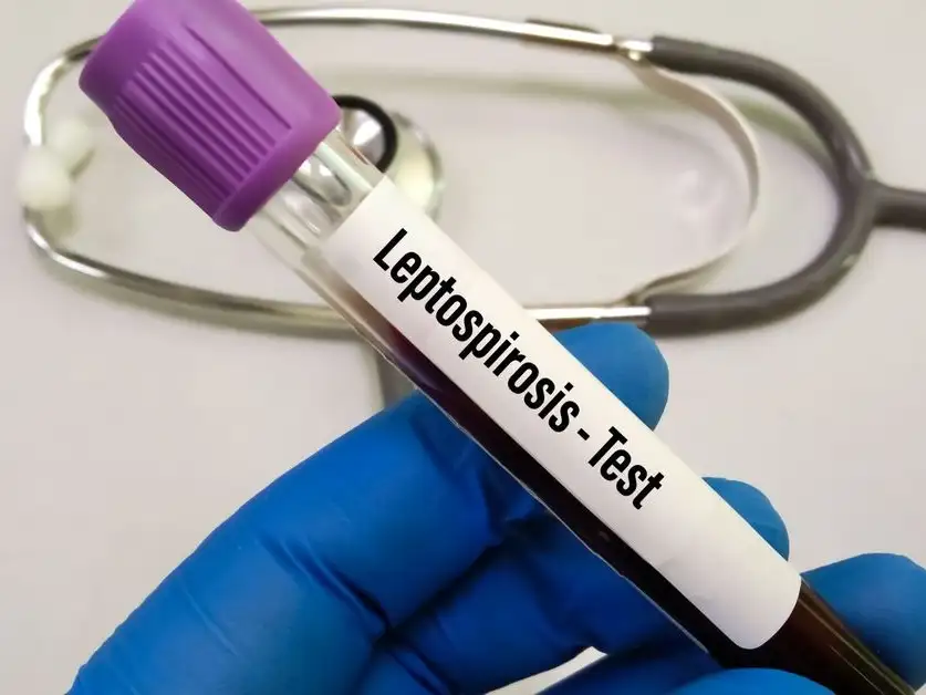 Alertan sobre un aumento de los casos de Leptospirosis en Entre Ríos