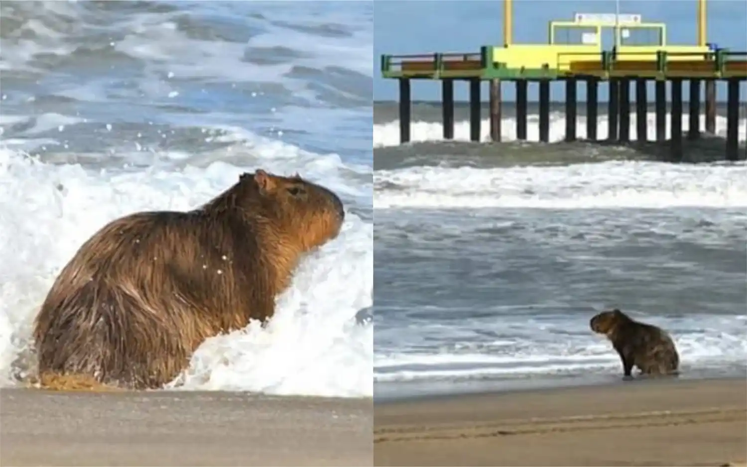 Gustavo Barrera anunció una "visita especial" en plena cuarentena: Las playas de Villa Gesell se llenaron de carpinchos