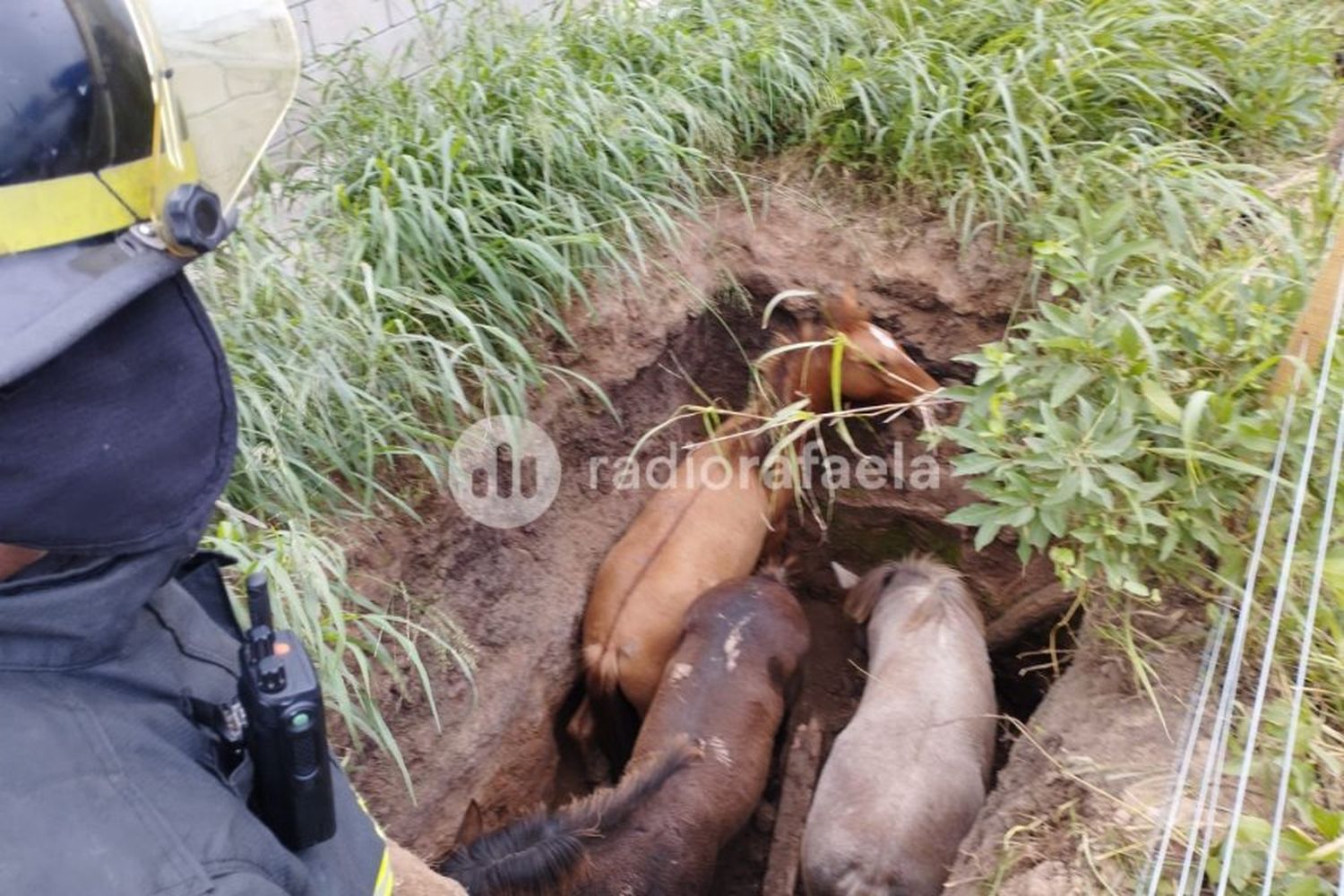 Tres caballos fueron rescatados de un pozo 