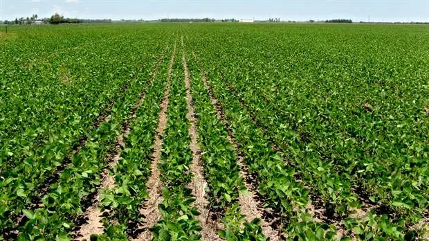 Para Carpab, últimos anuncios del Gobierno "expresa la falta de efectos positivos hacia el productor"