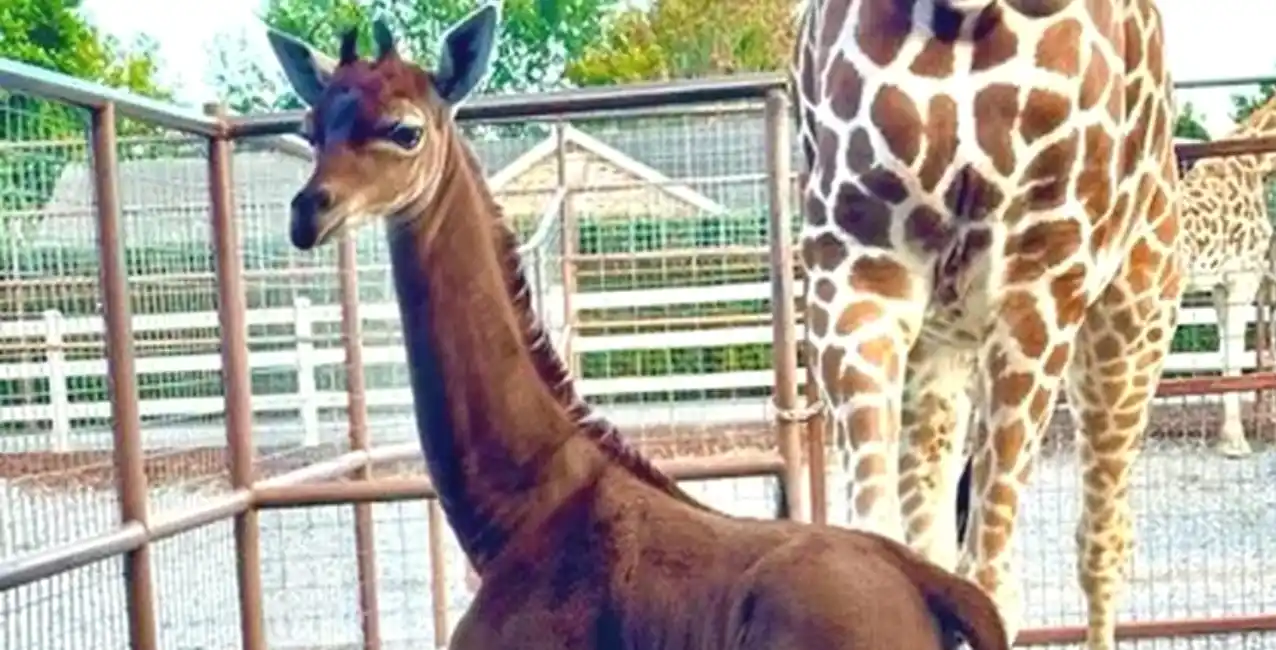 La particular especie ya mide 1.8 metros de alto.