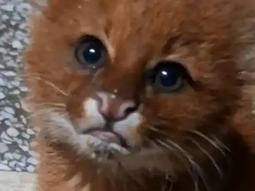 Apareció un cachorro de puma yaguarundí en una casa del norte provincial y fue rescatado