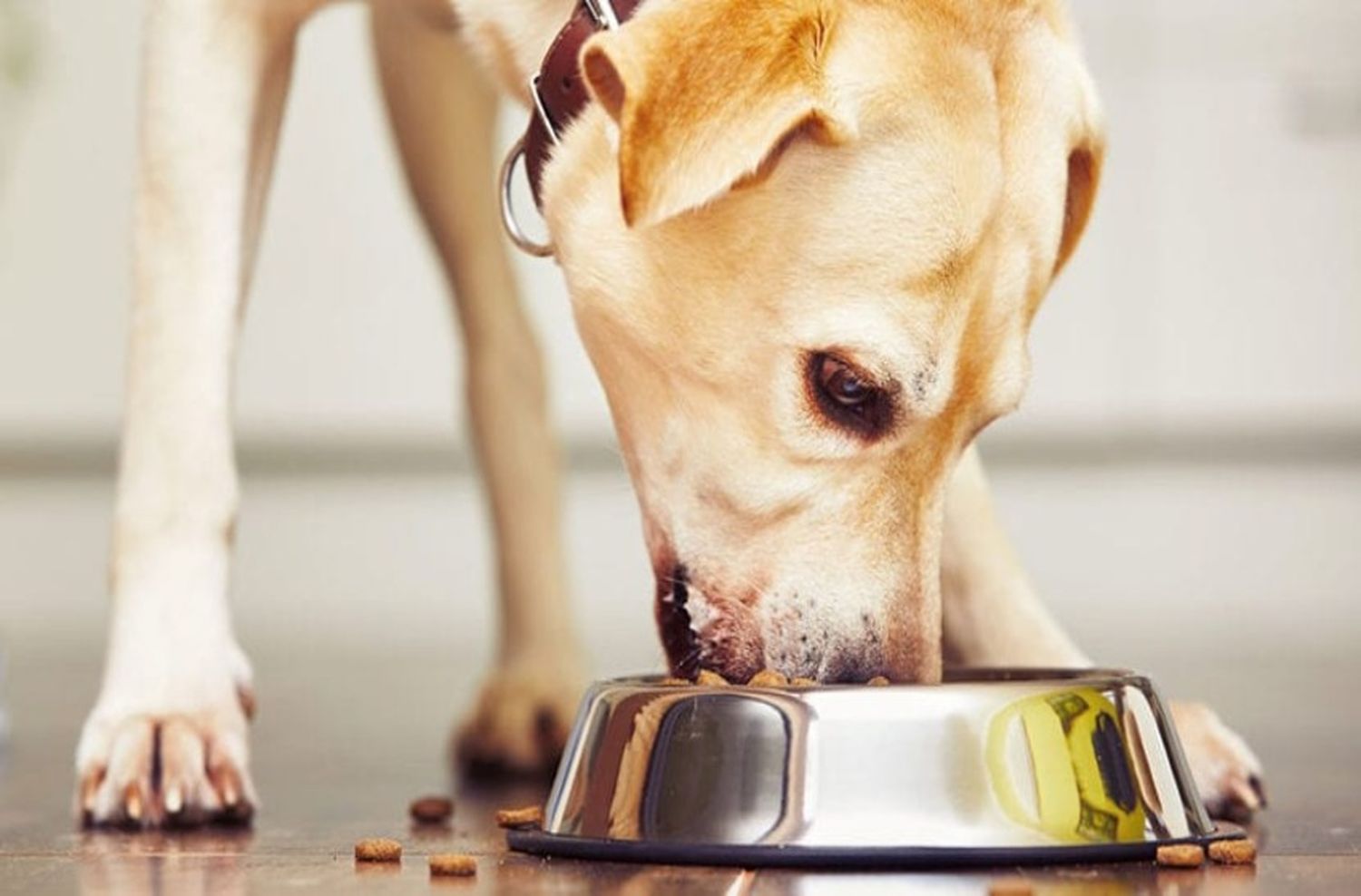 Tres señales a tener en cuenta: cuándo es necesario cambiar la alimentación de tu mascota