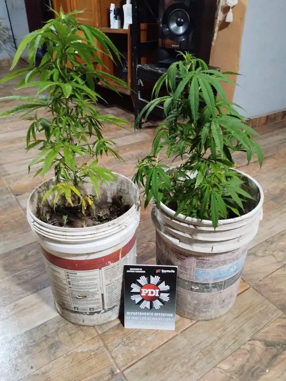 plantas