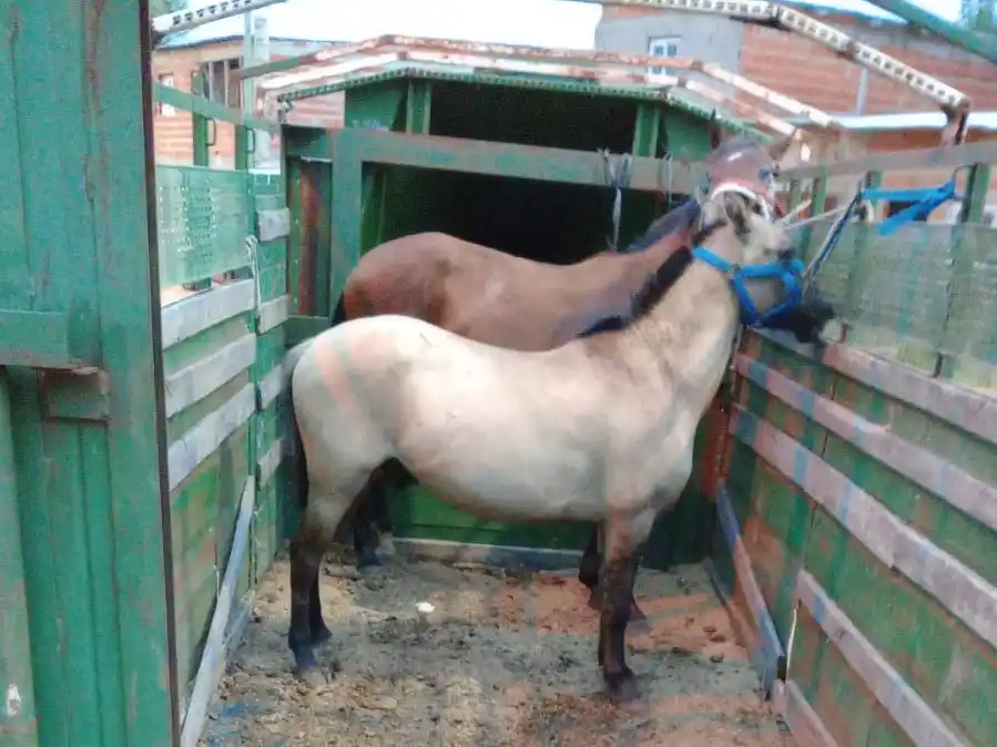 Secuestran caballos tras desarticular una carrera clandestina en Barrio La Arrocera
