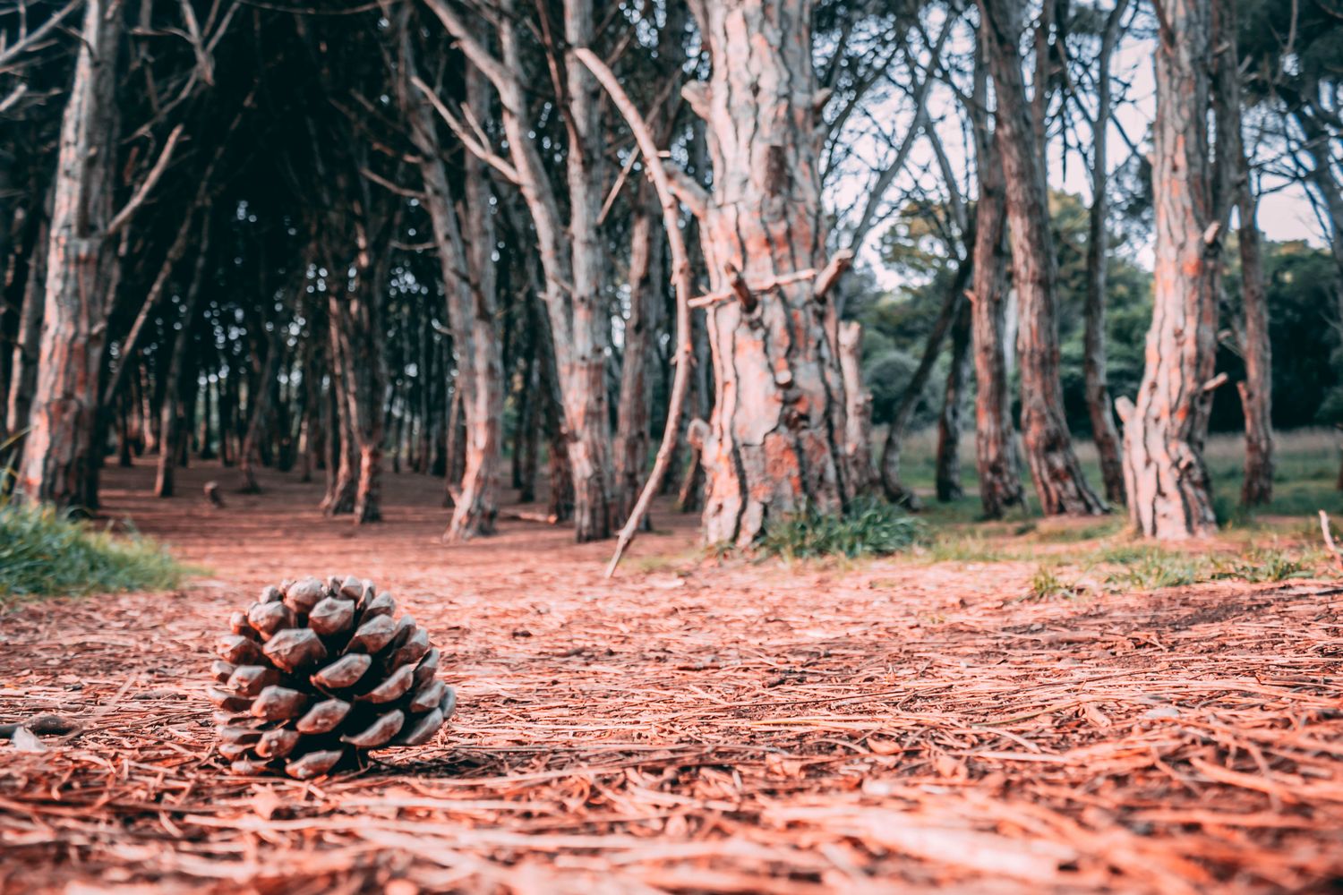 Miramar tiene un Vivero Municipal de 512 hectáreas de las cuales el Bosque Energético ocupa apenas cuatro.