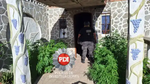 Allanamiento y detención por microtráfico: la PDI secuestró marihuana, plantas y cartuchos