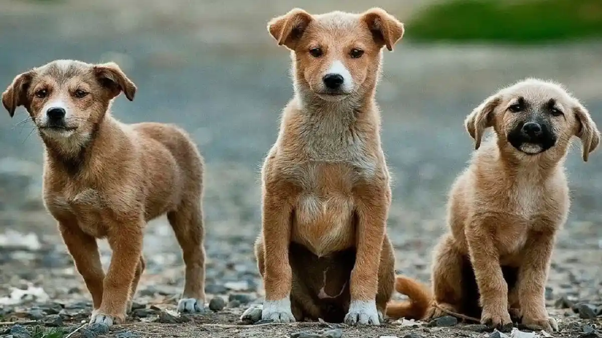 DÍA MUNDIAL DEL PERRO SIN RAZA ¿Por qué adoptar un «cacri»?