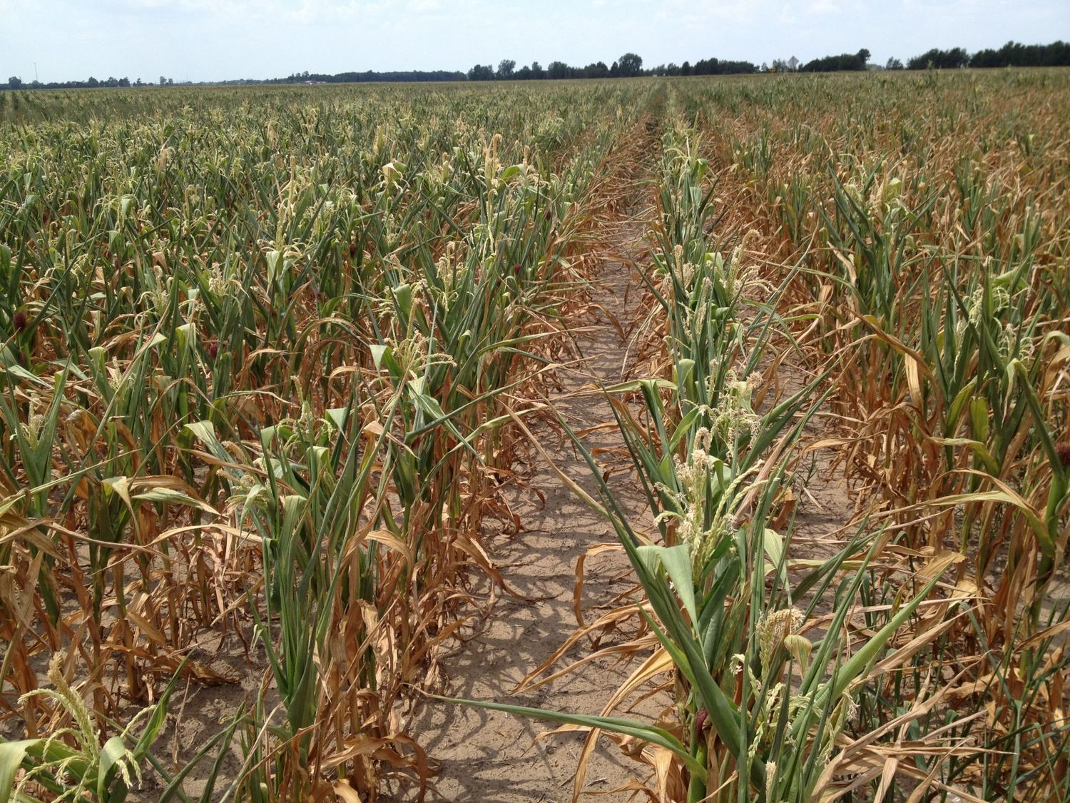 Al campo le empieza a preocupar la sequía