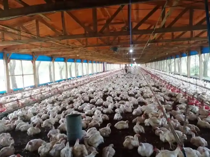 Un bajón de luz provocó la muerte de miles de pollos en una granja entrerriana