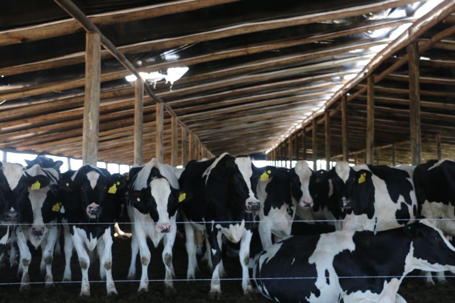 FARER cuestionó la cadena láctea: “el productor argentino es el que menos recibe por la leche”