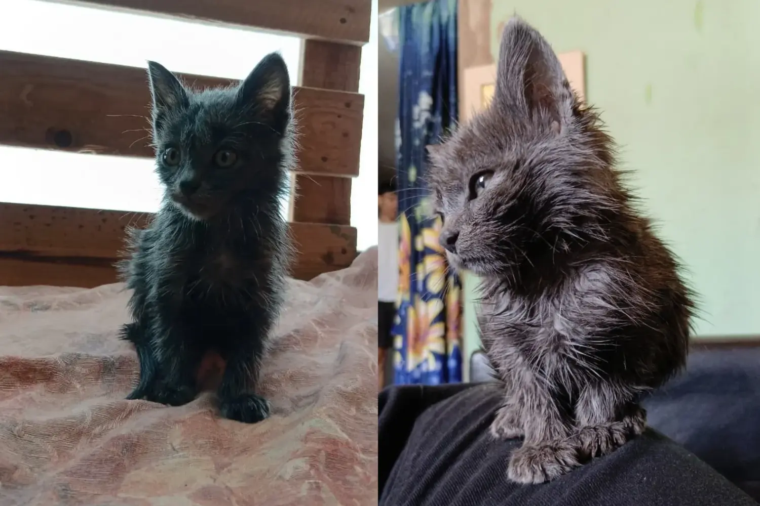 ¡No tienen corazón! Tiraron a un gatito bebé dentro de una bolsa de basura en barrio Virgen del Rosario: busca familia