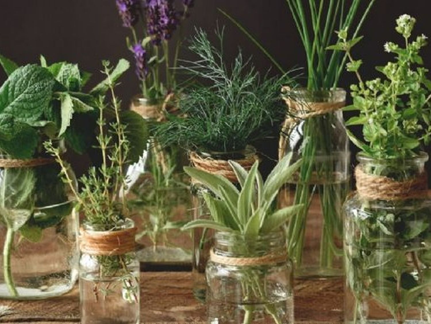 Cultivar plantas aromáticas en agua: aroma y vida en tu hogar