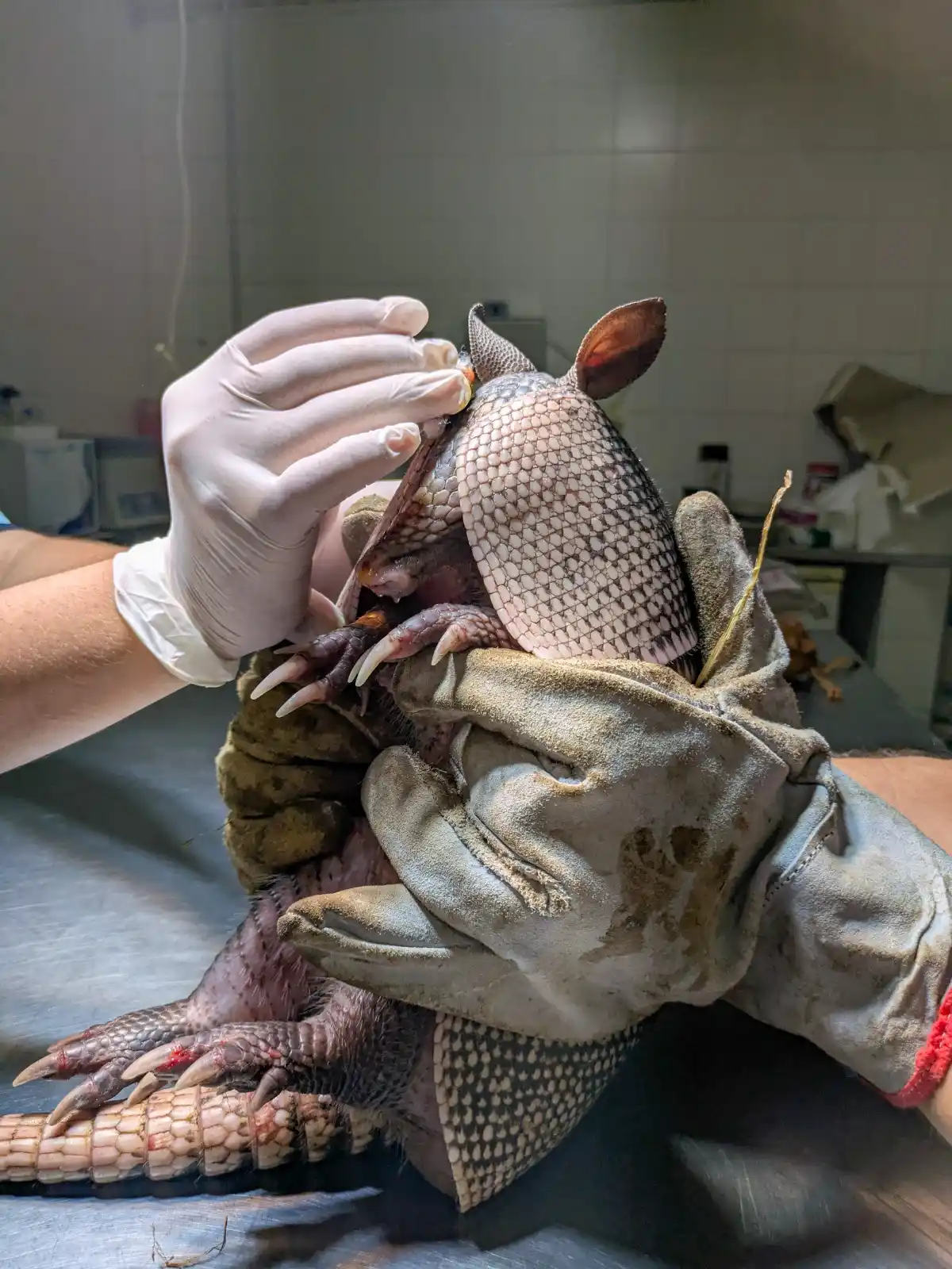 Tres animales silvestres rescatados y que estaban en cautiverio se recuperan en “La Esmeralda”