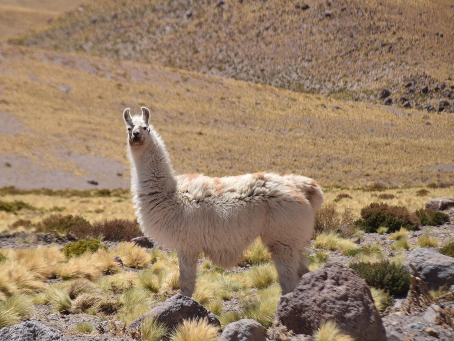 Aseguran que los camélidos pueden limar experiencias en la región