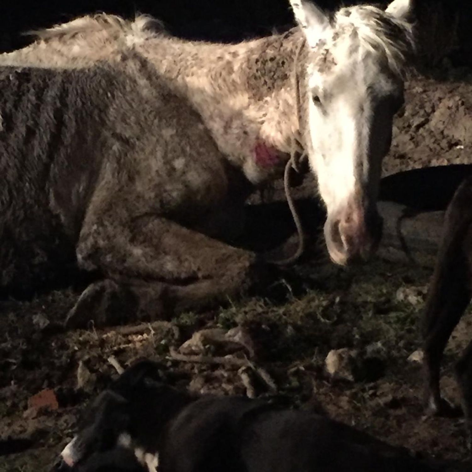 Piden ayuda urgente del Municipio para asistir a los caballos en mal estado de la ciudad