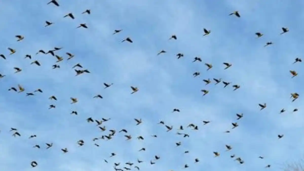 ¡CUAL PLAGA EGIPCIA! Pueblo argentino vive atormentado por una invasión de loros