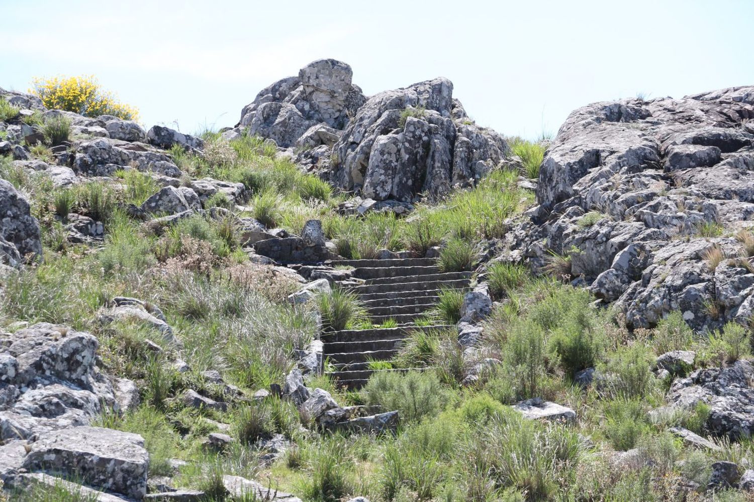 Aparición de animales muertos en Sierra del Tigre: el caso fue derivado a La Plata