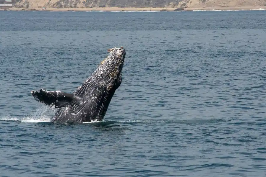 Es físicamente imposible que una ballena jorobada se trague a una persona