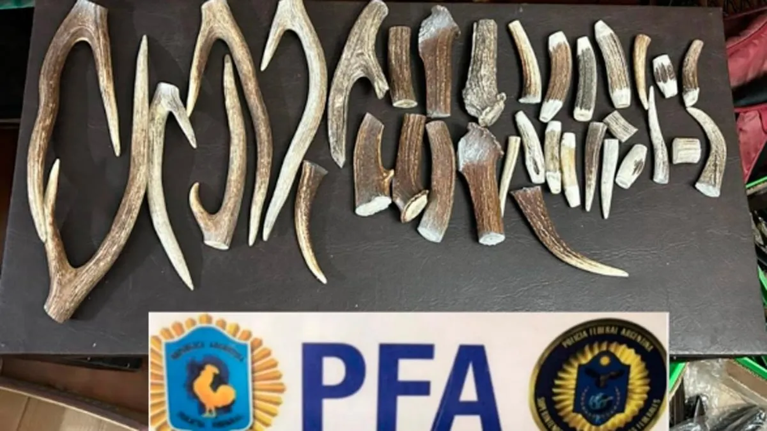 En Tandil y Brown: Secuestran astas y pezuñas de especies protegidas destinadas a la cuchillería artesanal
