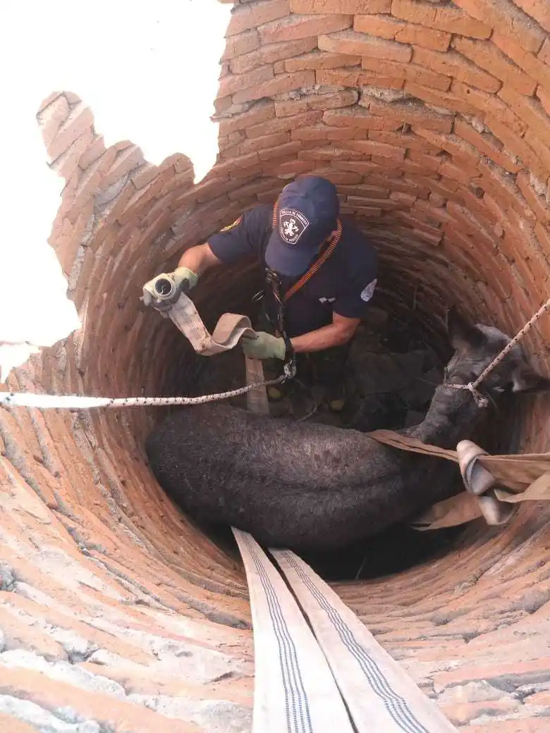 Un asno cayó a un pozo y fue rescatado por bomberos