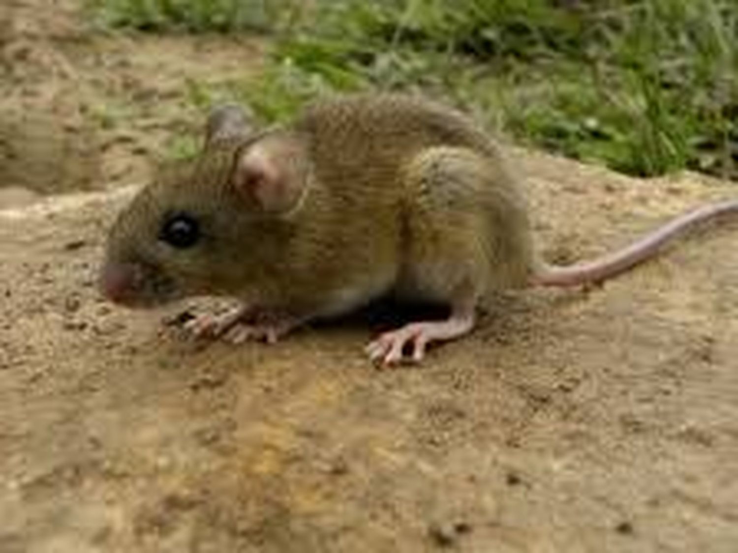 Murió un menor por Hantavirus en una ciudad de la provincia y el gobierno recordó las medidas de prevención