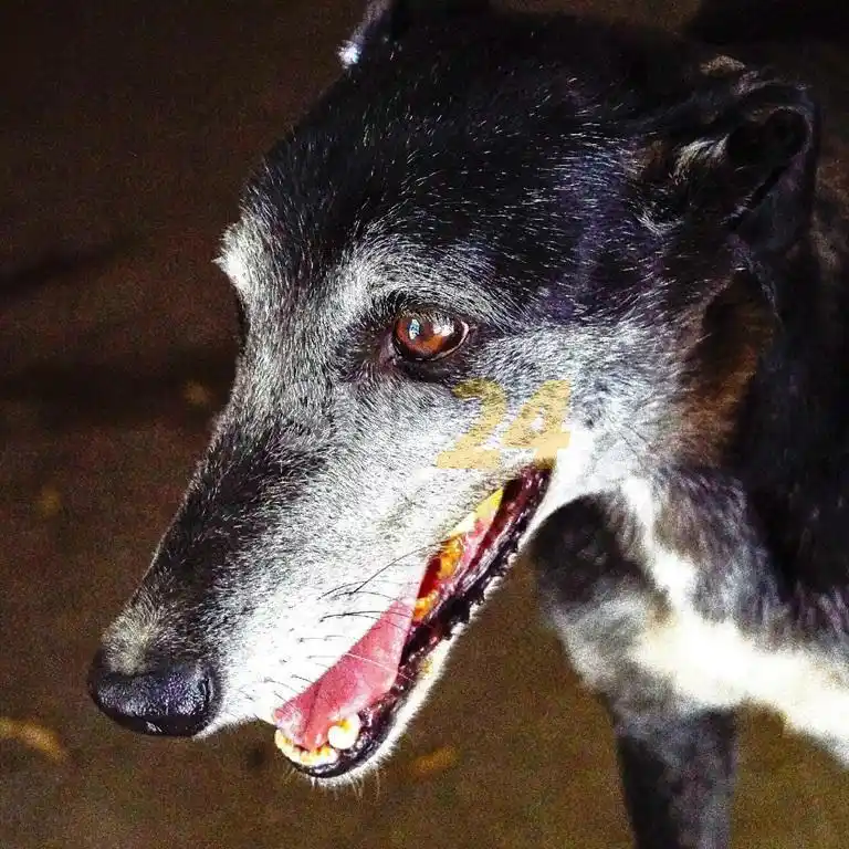 Firmat: más adopciones, menos refugio