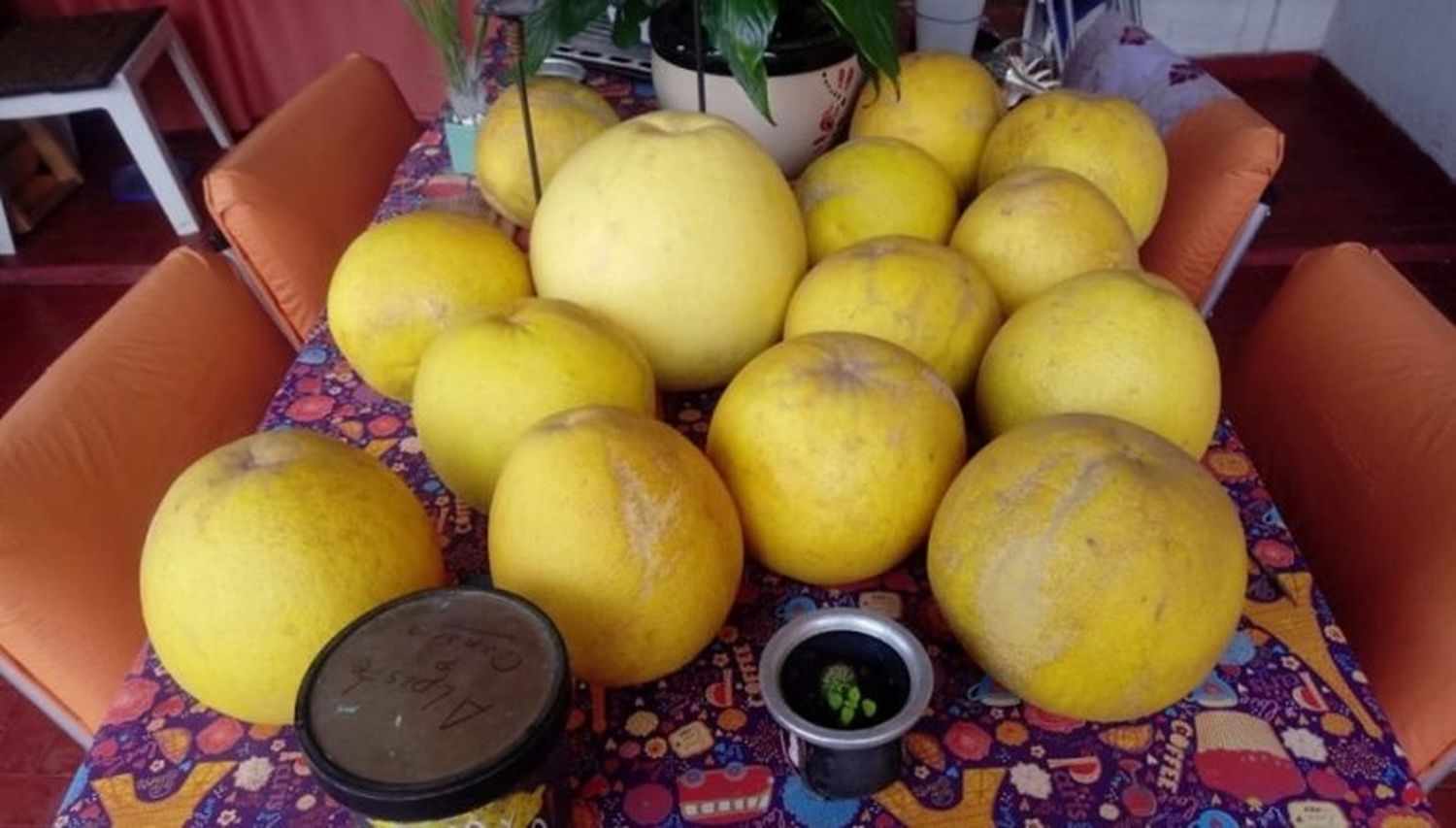 Cosecharon pomelos gigantes en una casa de Paraná