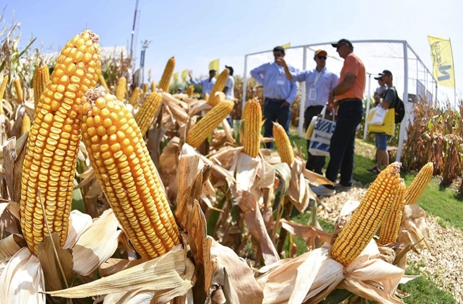 Todo listo para la edición 2024 de Expoagro en San Nicolás