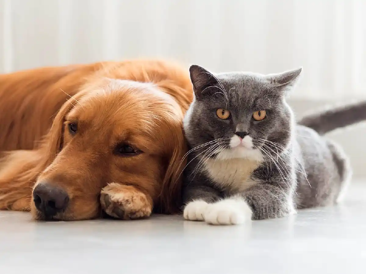 Buscan identificar el nuevo coronavirus en perros y gatos
