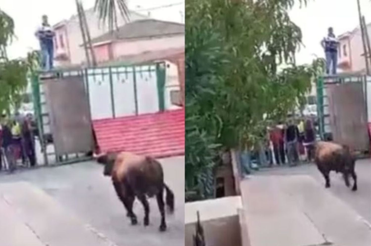 Un toro se escapó de un corral