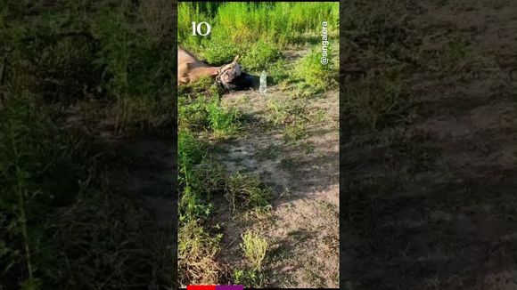 Encefalomielitis equina: crecen los casos y autorizan el primer lote de vacunas