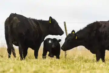 “Cobrar por respirar”: Polémico proyecto de impuesto a los gases emitidos por vacas