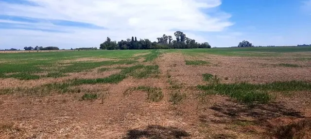 La Provincia prorrogó la emergencia agropecuaria hasta marzo y sumó nuevos distritos