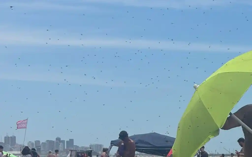 Una invasión de abejas incomodó a los turistas en Punta Mogotes.