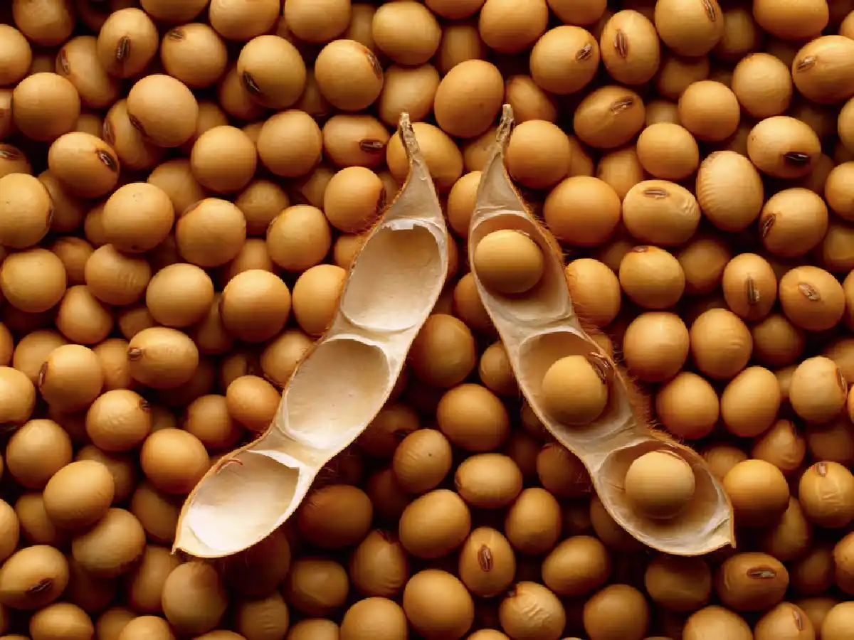 SRA sugiere a sojeros pidan análisis del grano para evitar descuentos    