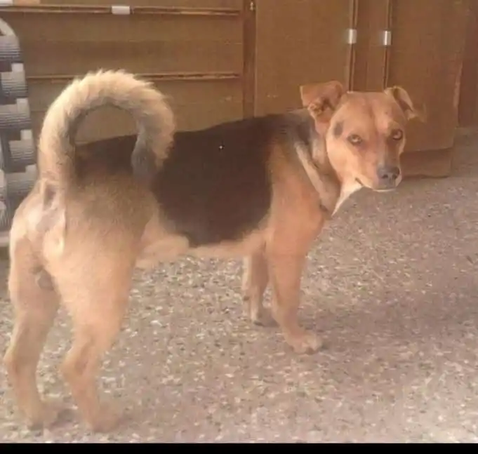 Buscan a Neron