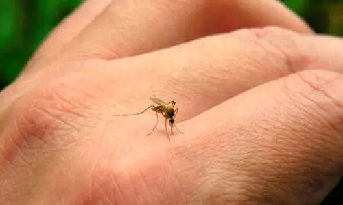 Dengue: Confirman más de 30 casos en la Provincia, seis autóctonos