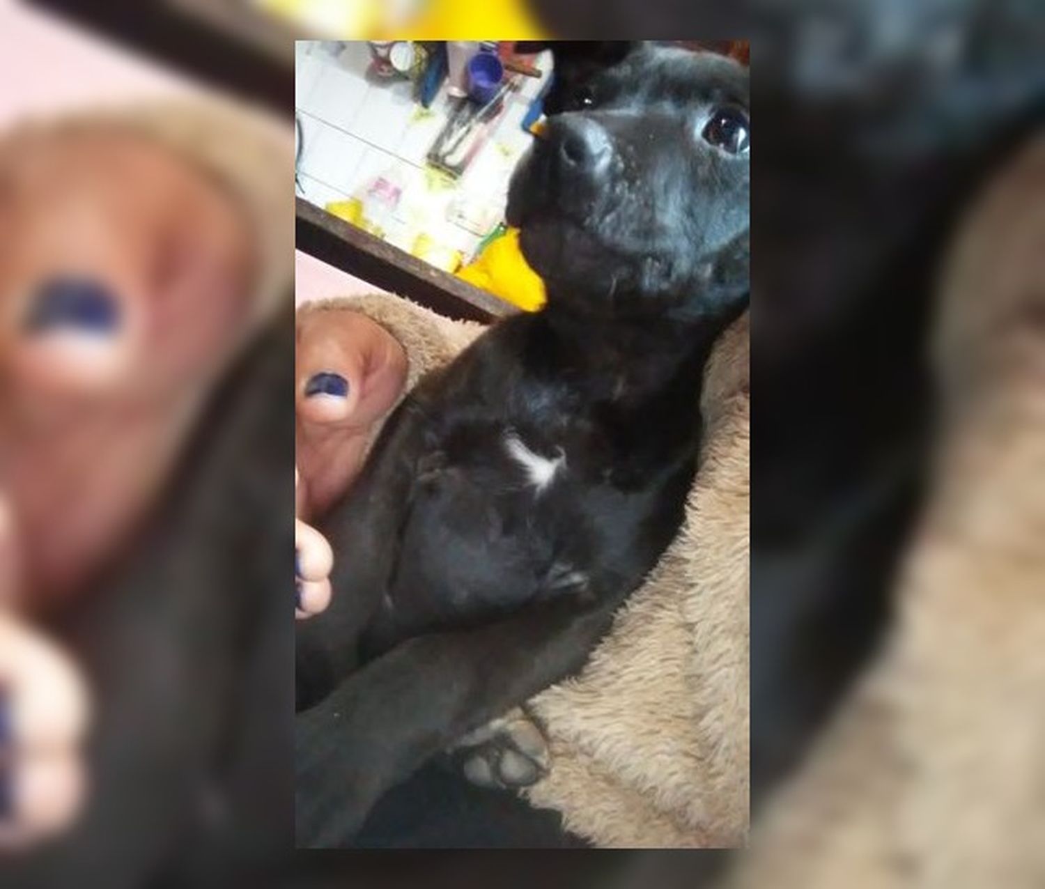 Buscan a un perrito y sospechan que se lo llevaron en un auto