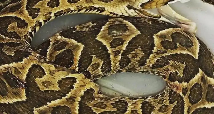 Encontraron dos yararás en Las Canaletas: Qué precauciones hay que tener