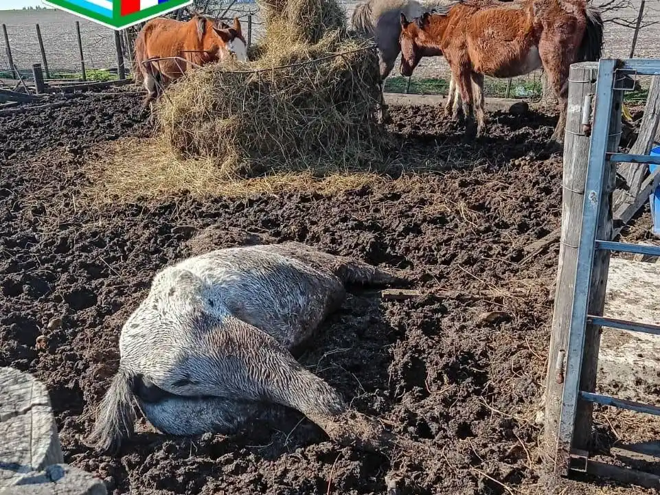 Uno de los caballos en estado de desnutrición extrema.