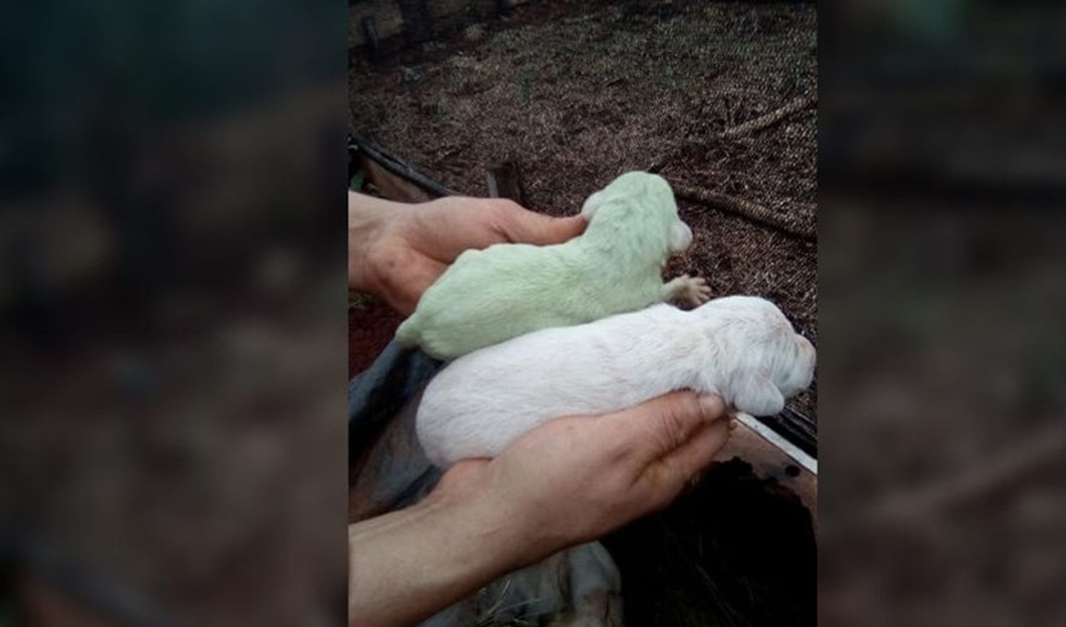 Nació un perro de color verde en Misiones: las razones del extraño caso