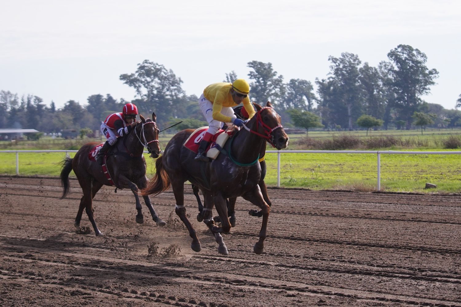 Más de 80 caballos provenientes de distintos puntos del país llegarán a San Francisco.