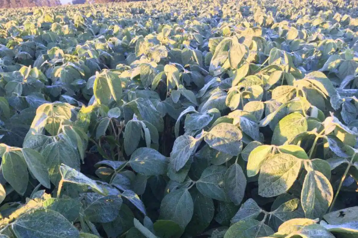 La provincia de Córdoba sería la más afectada por las heladas tempranas