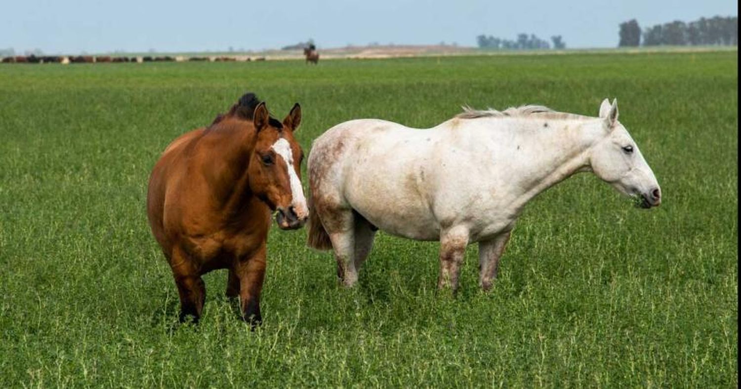 Segundo caso de Encefalomielitis Equina en la Provincia: Muestras en Exaltación de la Cruz dieron positivo