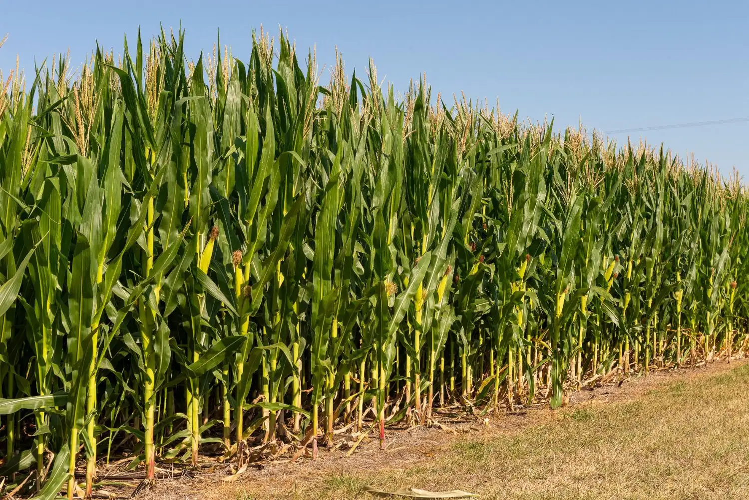 Con el frente climático despejado, dirigentes rurales esperan de Milei reglas claras y previsibles para 2024