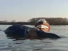 Extraña aparición en el Río Paraná: una ballena fue vista cerca de  Zárate