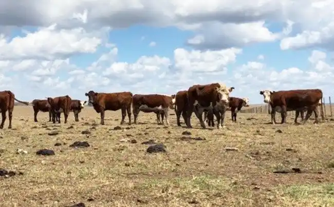 Emergencia del agro: Kneeteman destacó la actitud del gobierno nacional